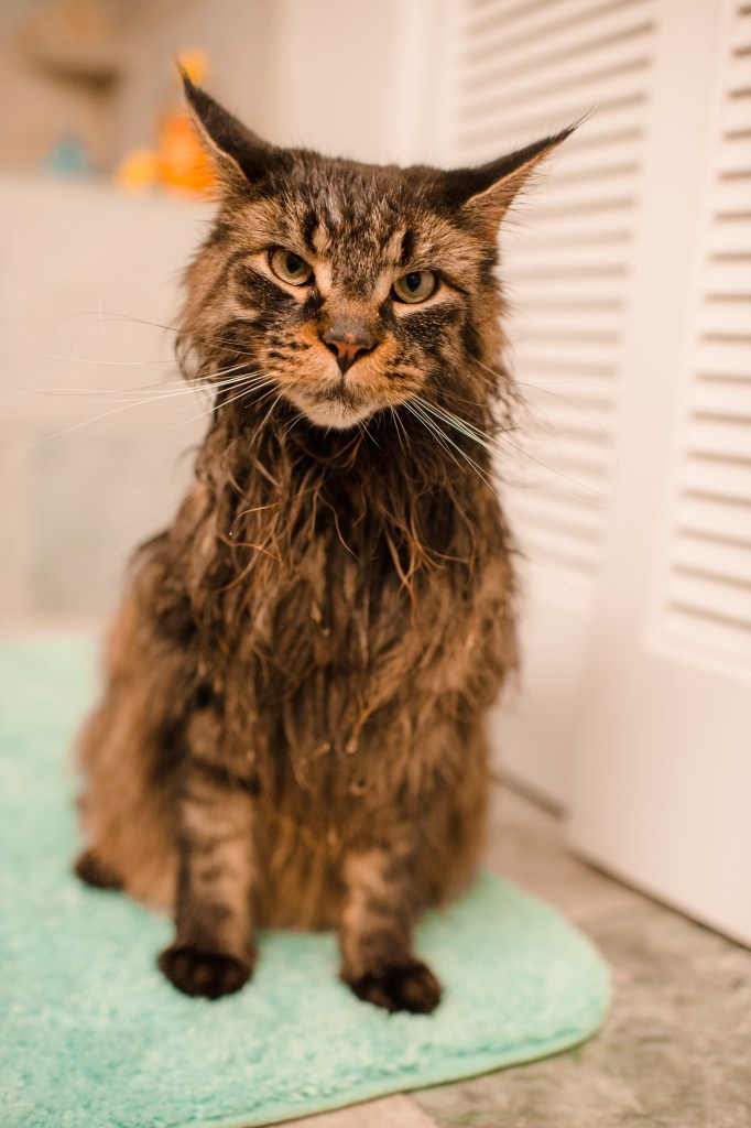 Wet Moomba Play-31