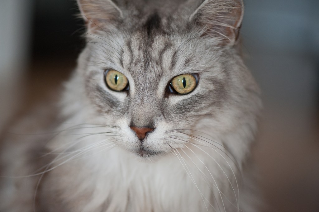 Cat Close-ups-32