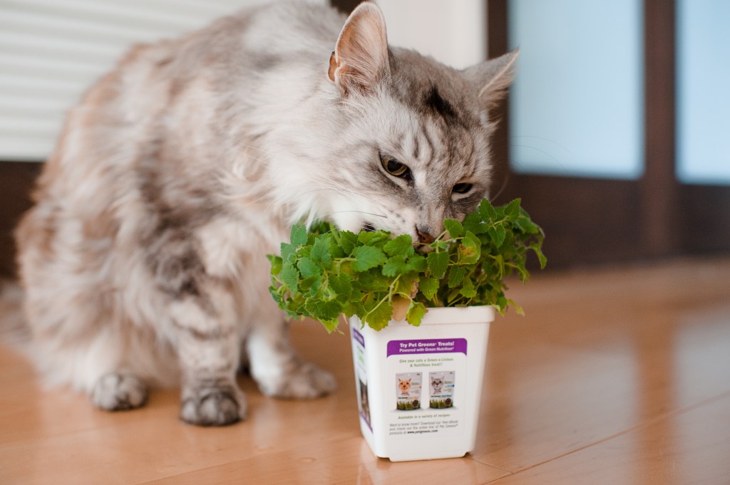 Kitties and Catnip-6