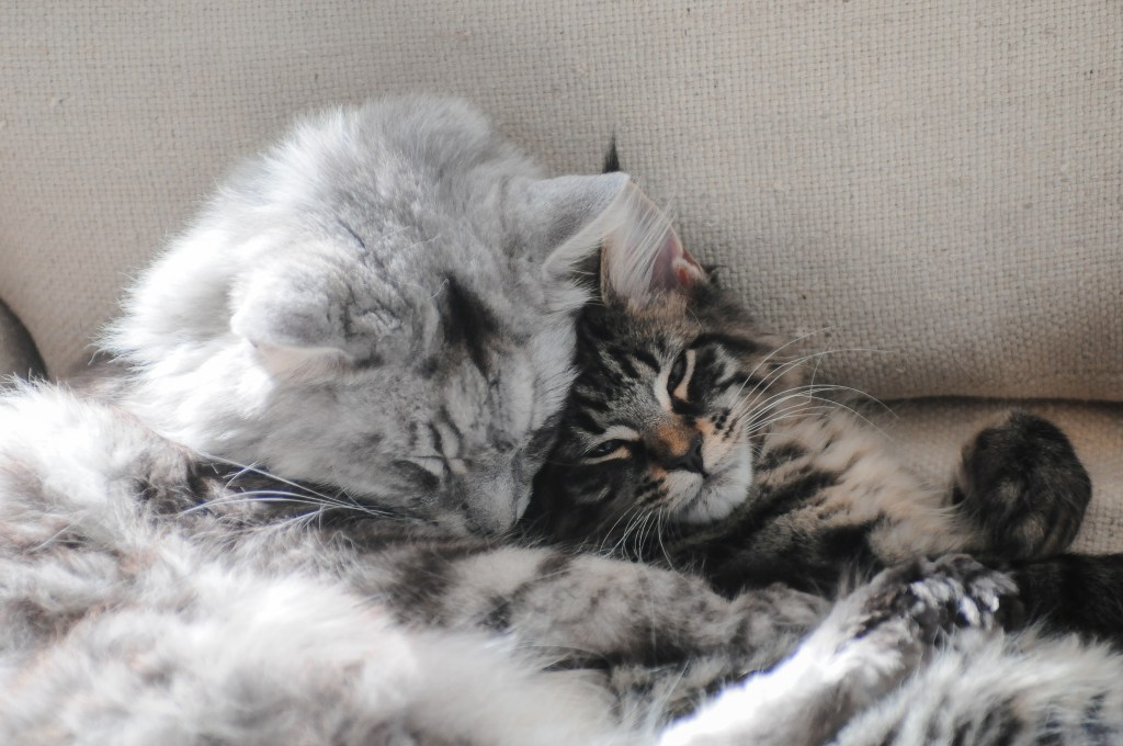 Kitties Lovin' 006