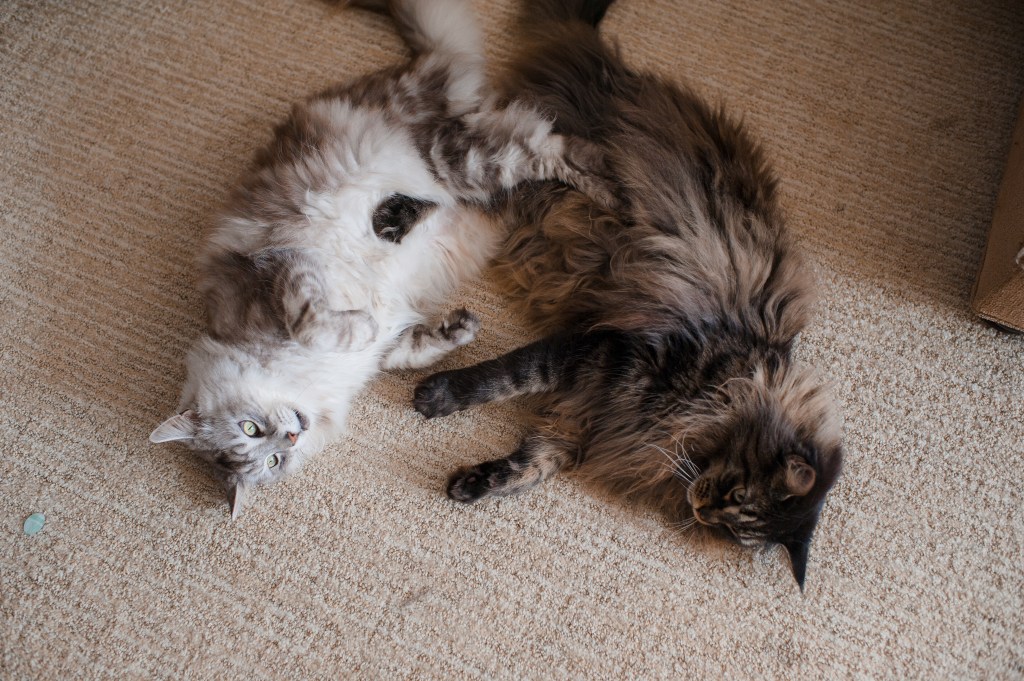 Kitty Wrestling-1