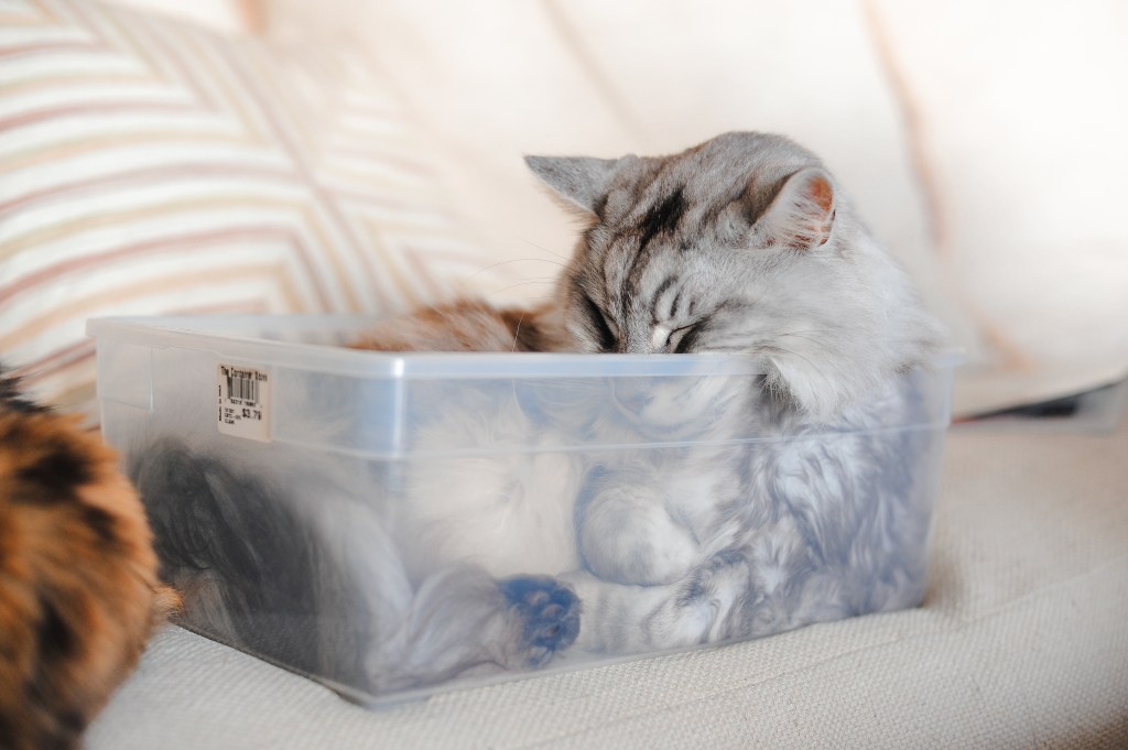 Raja in a Box 016
