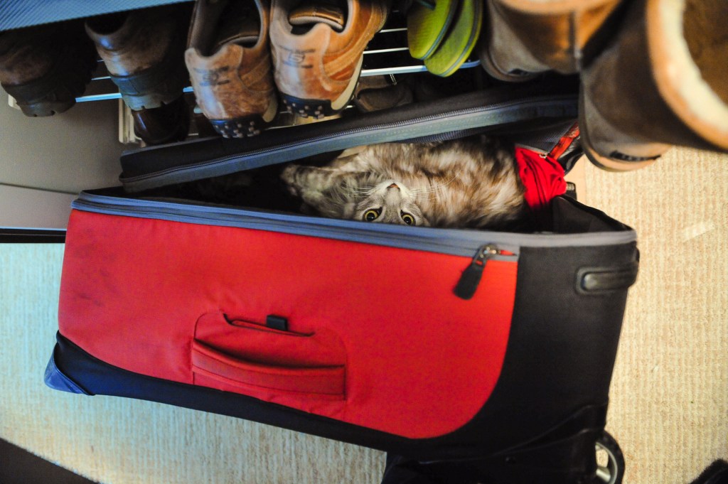 Raja in a Suitcase 4
