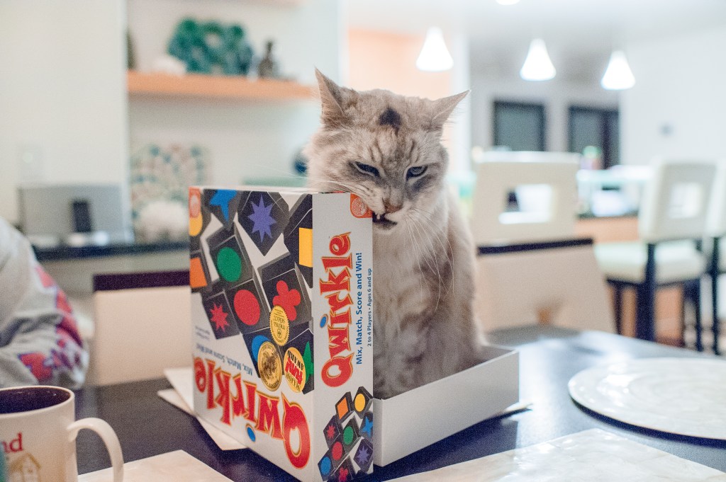 Raja in Qwirkle-4