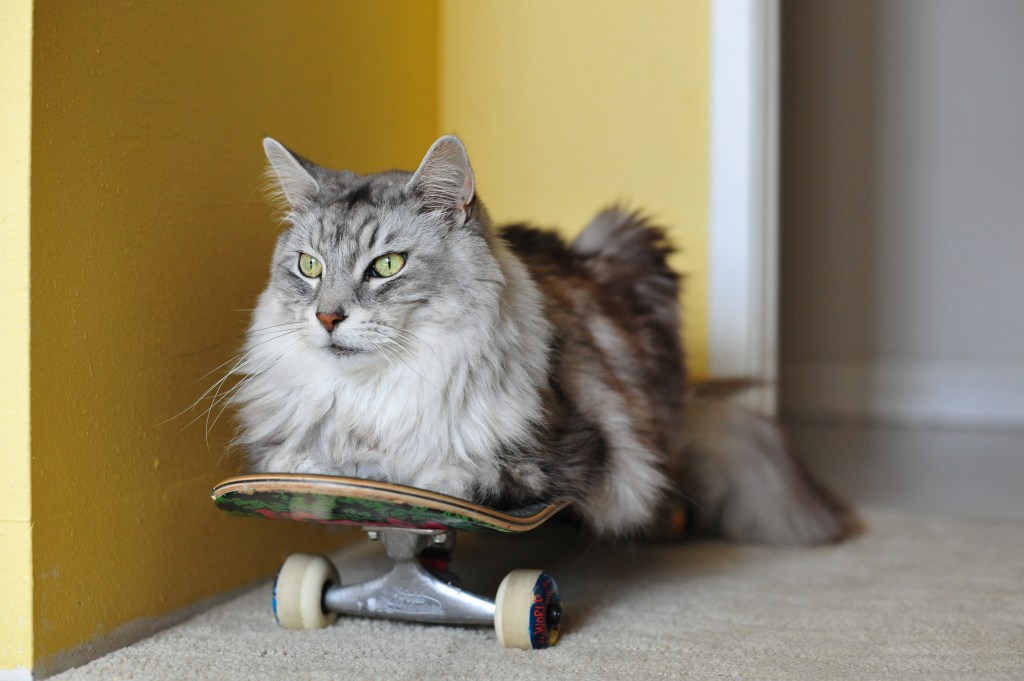 Raja on Skateboard 002