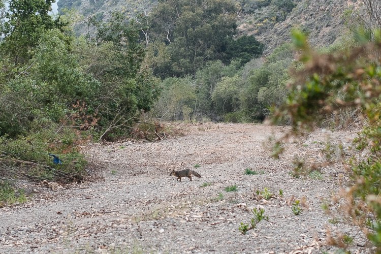 Channel Islands-16