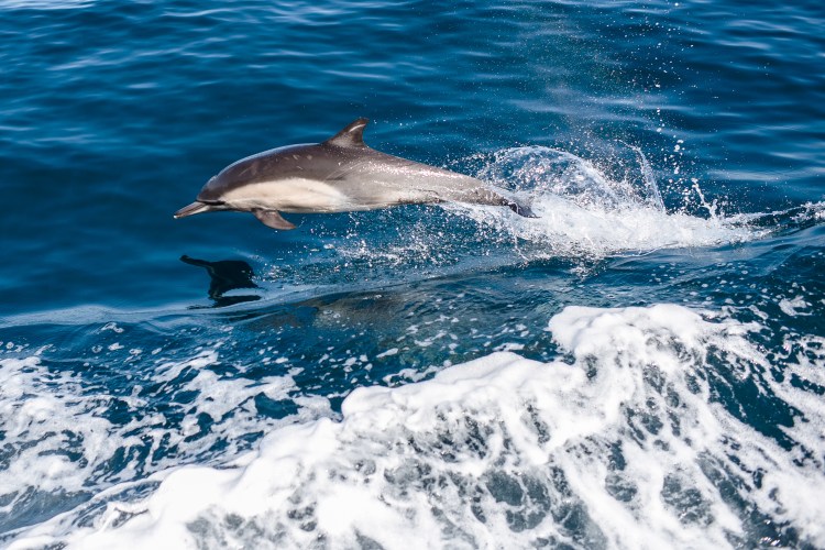 Channel Islands-27