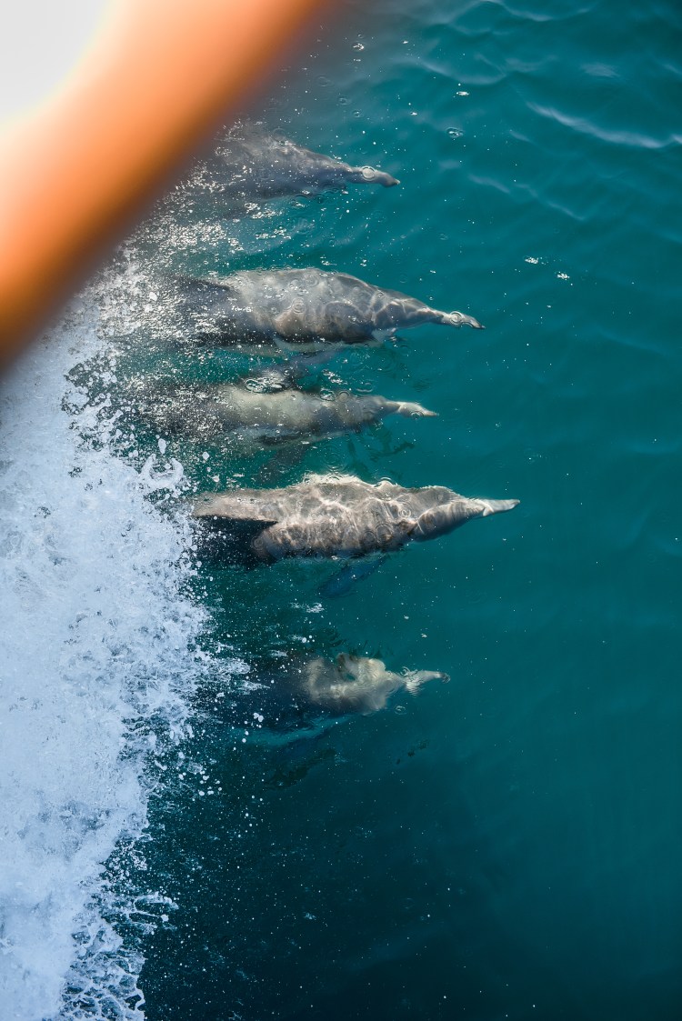 Channel Islands-28