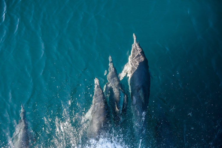 Channel Islands-29
